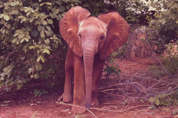 damon-albarn-mr-tembo-music-video-01 damon-albarn-mr-tembo-music-video-01